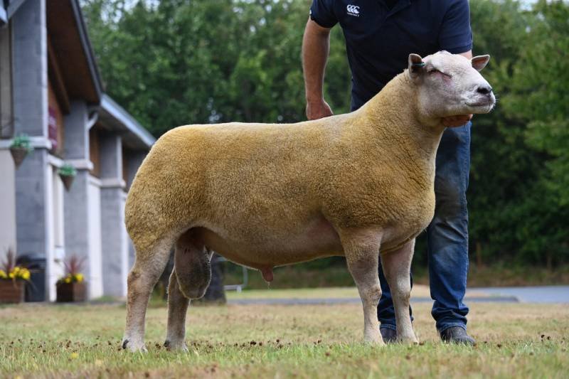 A sheep with a human-like face being held by a person in an outdoor setting with green trees in the background.