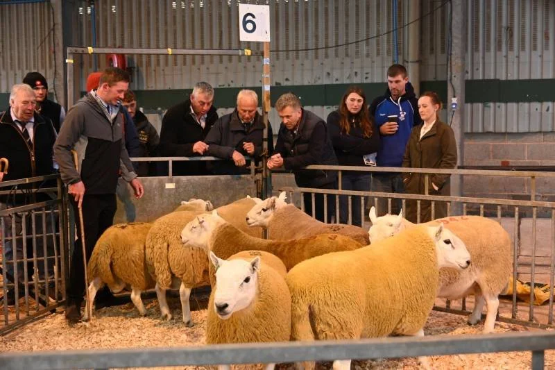 People observing sheep in a fenced enclosure at an agricultural event.