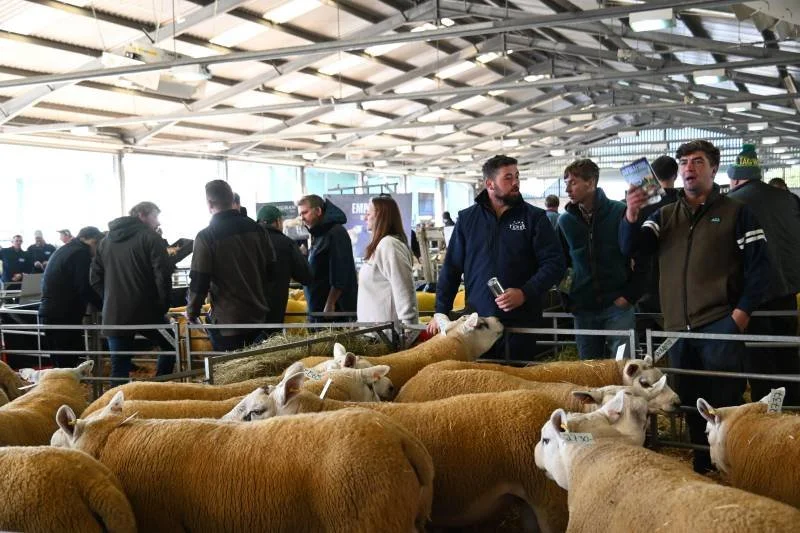 People looking at sheep in an indoor livestock exhibition.