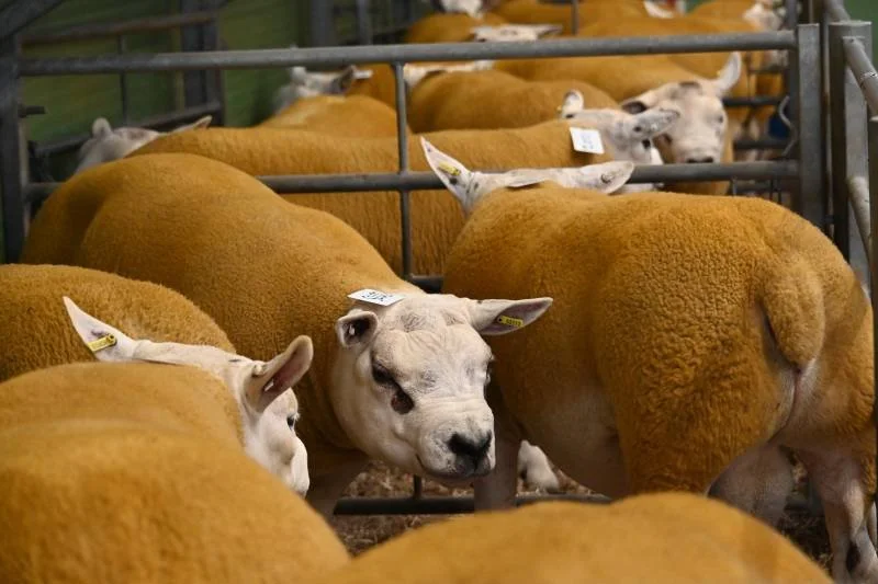 Group of young sheep with brown wool and white faces in a pen, some looking directly at the camera.