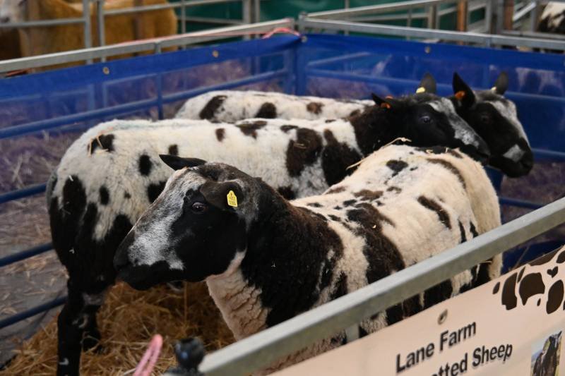 Group of black and white spotted sheep inside a pen at Lane Farm