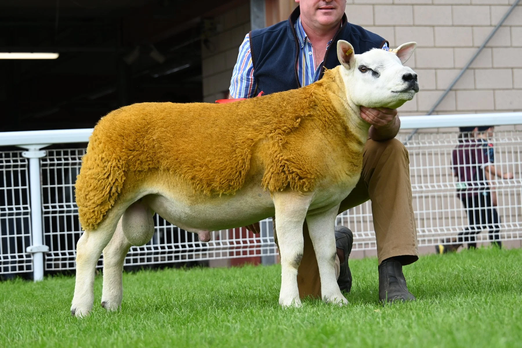 Lot 2818 2,000gns from Claybury Texels, Shrewsbury.jpg