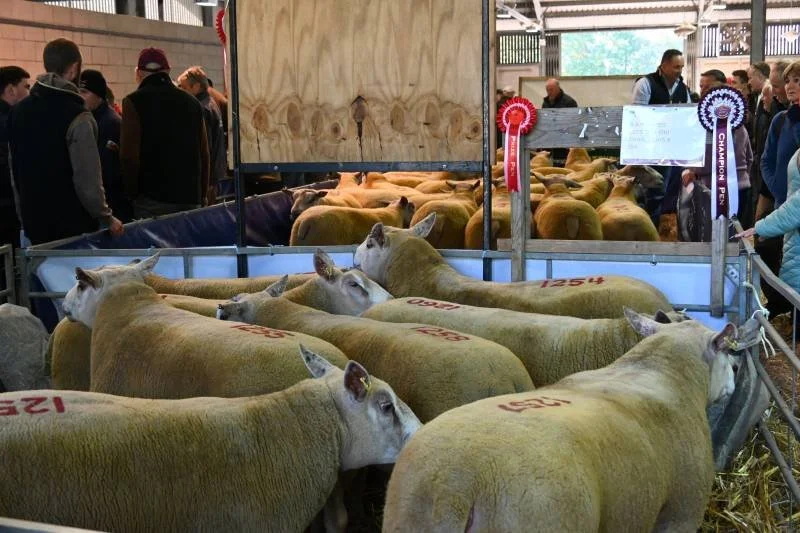 Market animals with sheep and cattle in pens at a livestock auction