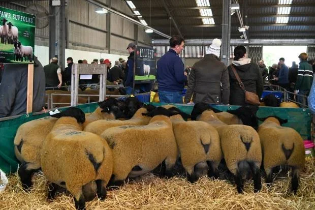 Group of sheep with thick, golden-brown wool and black faces and legs inside an auction building, with people observing in the background.