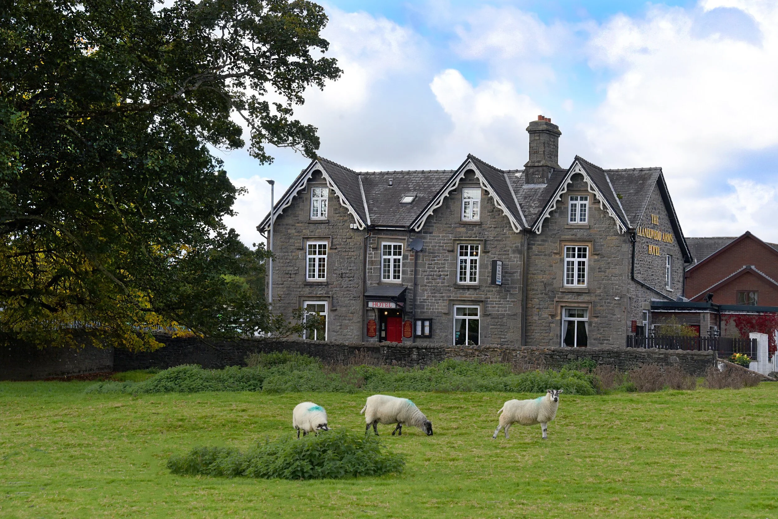 A stone hotel with decorative white trim gable edges, multiple windows, and a chimney, situated behind a grassy field with three grazing sheep, and a large tree to the left, under a partly cloudy sky.