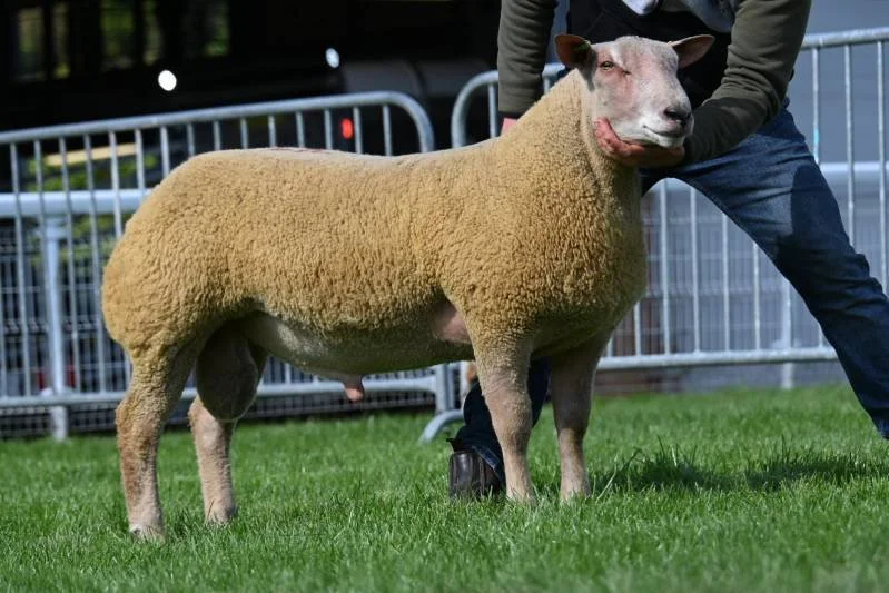 A sheep with the face of a dog being held by a person, standing on green grass with metal fences in the background.