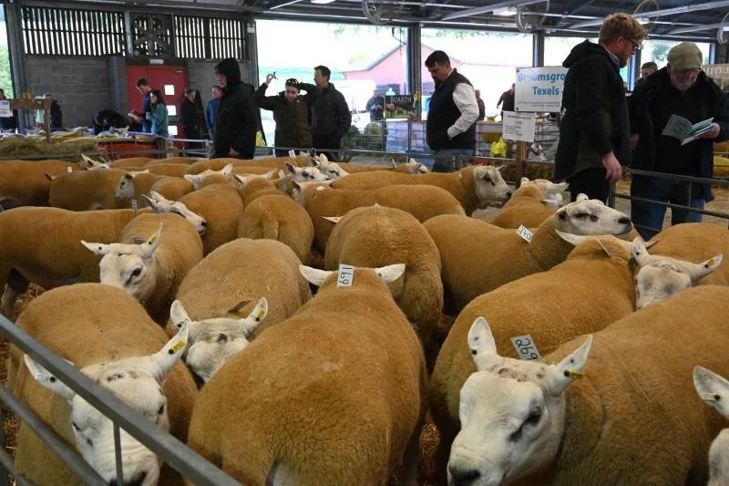 Sheep at an indoor livestock exhibition with people observing in the background.