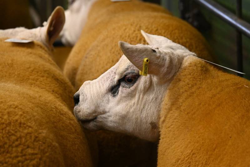 Close-up of a white calf with black markings, resting its head between two brown cows in a herd.
