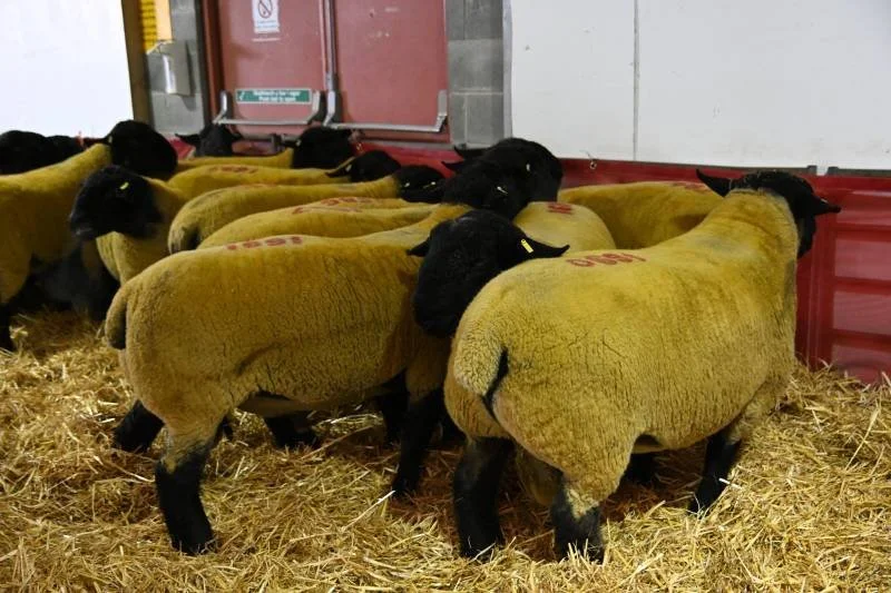 Group of young sheep with yellow wool and black faces in a pen with straw bedding, some marked with red numbers, and red equipment in the background.