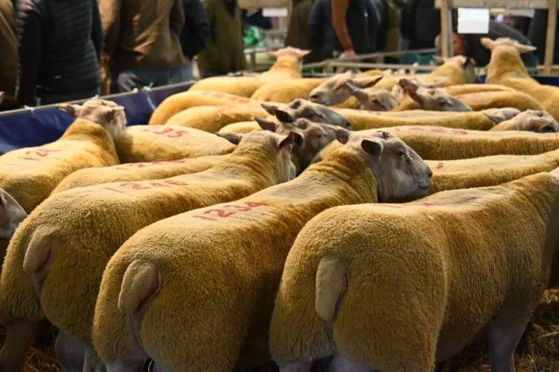A group of sheep with woolly bodies and brown faces, some with markings on their backs, gathered in a pen at a livestock show.