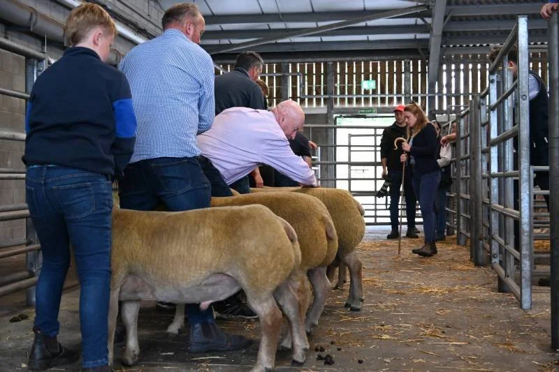 People at a livestock auction inspecting goats or sheep in a barn.