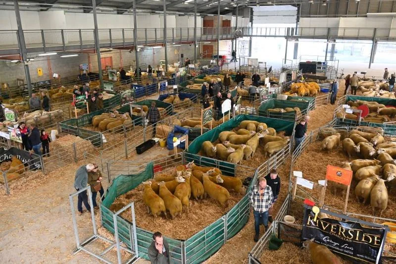 Indoor livestock exhibition with cattle and people walking around and examining the animals.