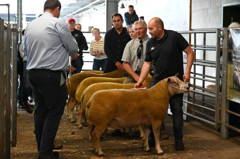 People in an indoor livestock exhibition looking at and assessing cows, with some taking notes and others talking.