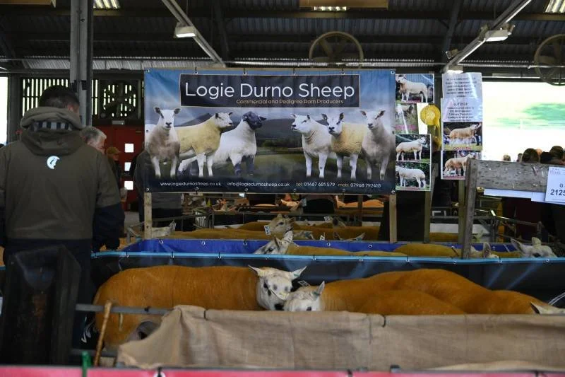Display of sheep at an agricultural show with a sign reading 'Logie Durno Sheep' and pictures of sheep.
