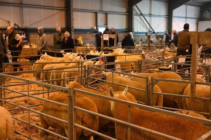 Several sheep inside a fencing area at an indoor livestock show, with spectators in the background.