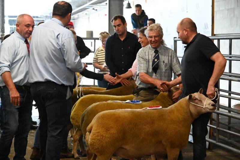 People at a livestock show shaking hands with sheep in front of a metal fence.
