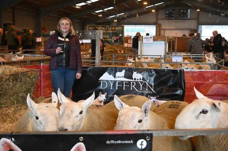 A woman standing next to a livestock pen with several light-colored cows at an indoor agricultural fair or livestock show.