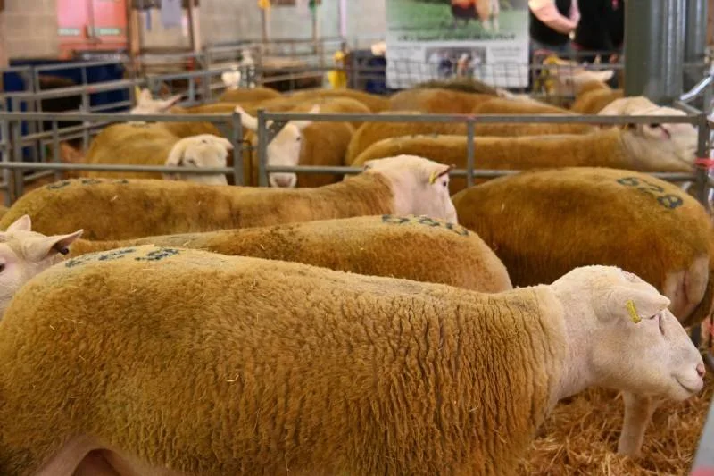 Group of sheep in a pen, some with visible identification marks, on a farm at an indoor livestock exhibition.