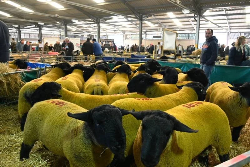 A group of black-faced sheep wearing yellow wool coats inside a livestock exhibition hall.