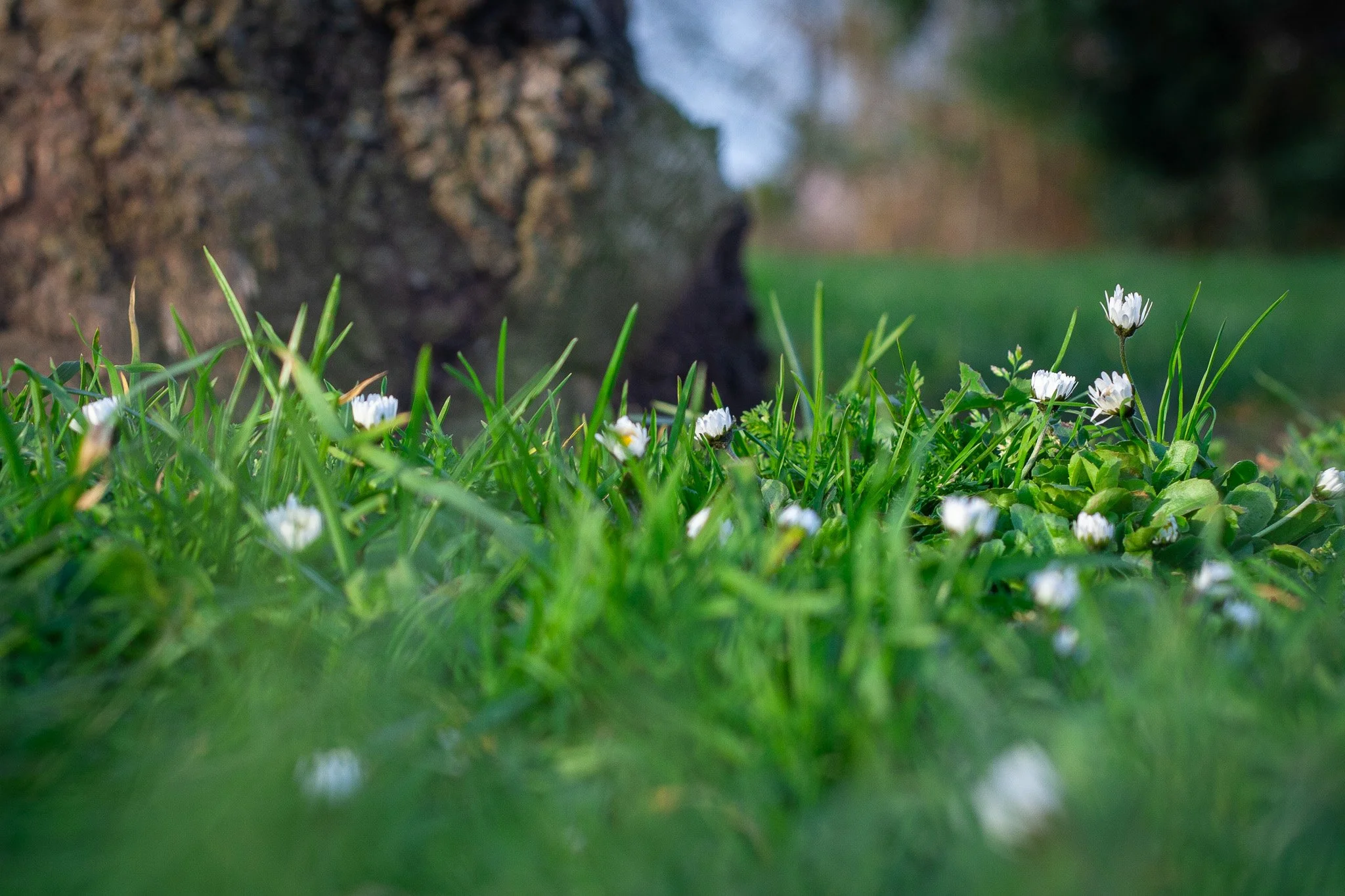 Close-up of green grass with small white flowers, blurred background with a large tree trunk and a dark cat in the distance.