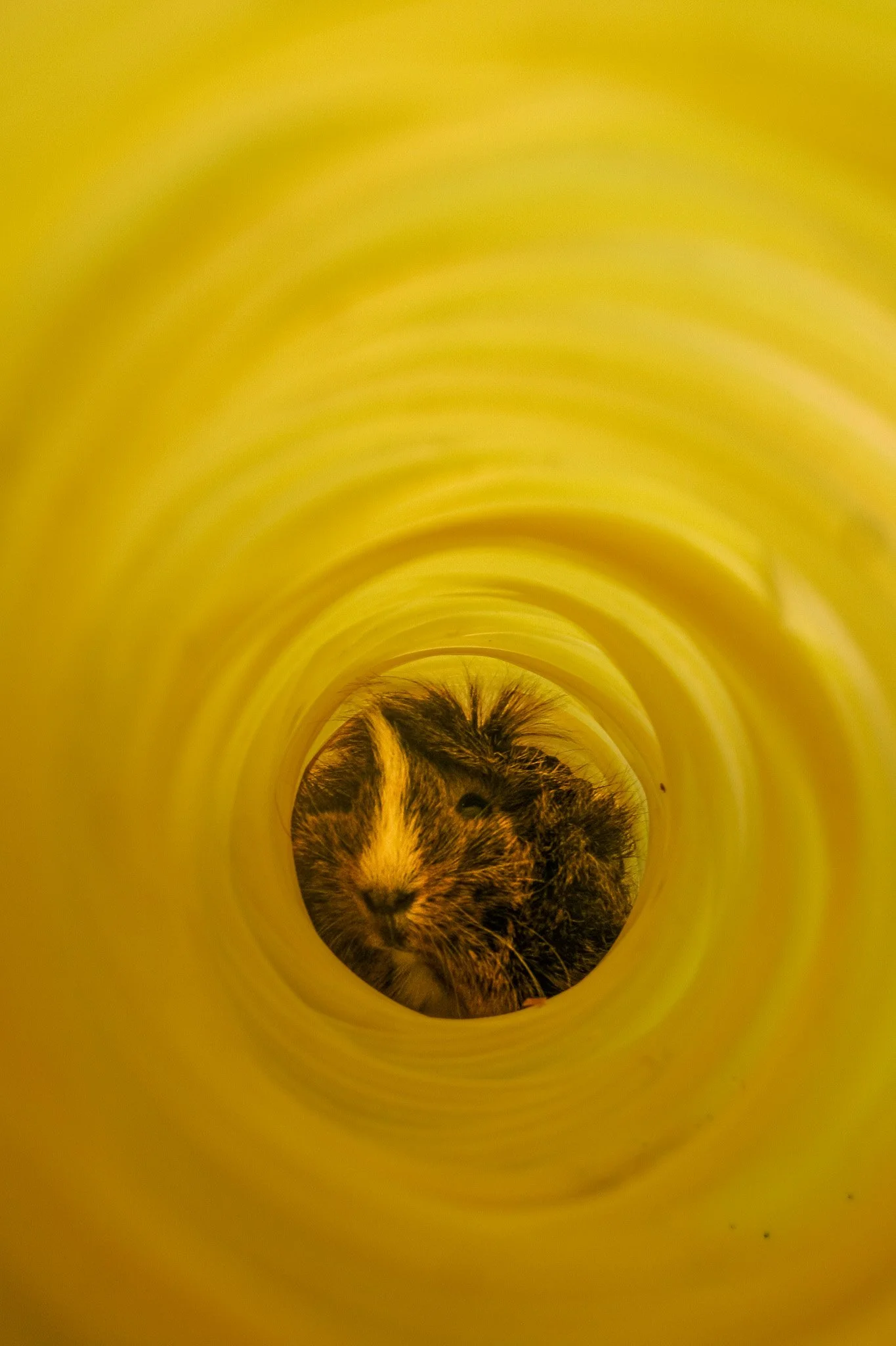 A guinea pig is seen through the hole of a yellow plastic tube.