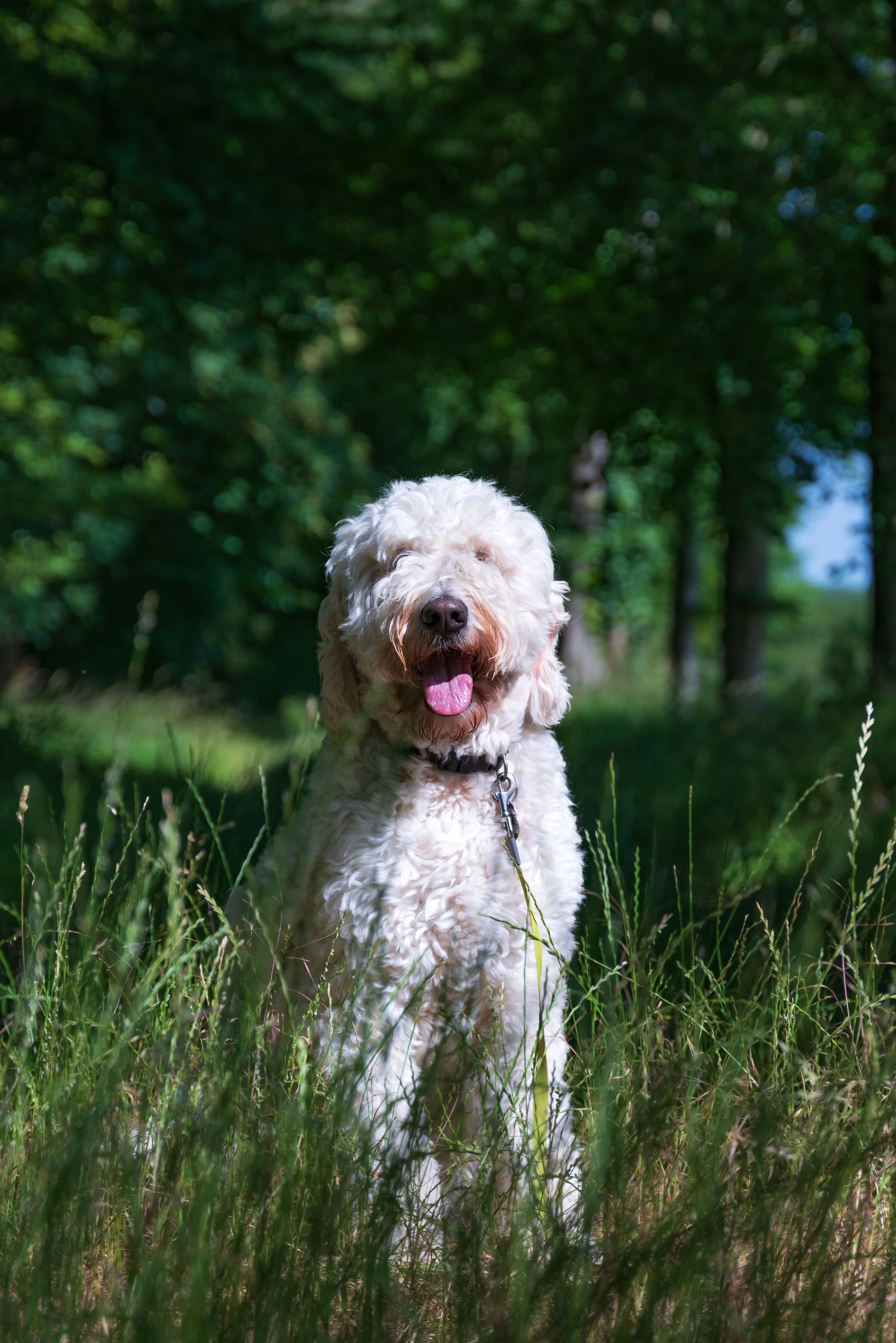 A white fluffy dog is looking into the camera. She is sitting in high grass and in the background are trees.