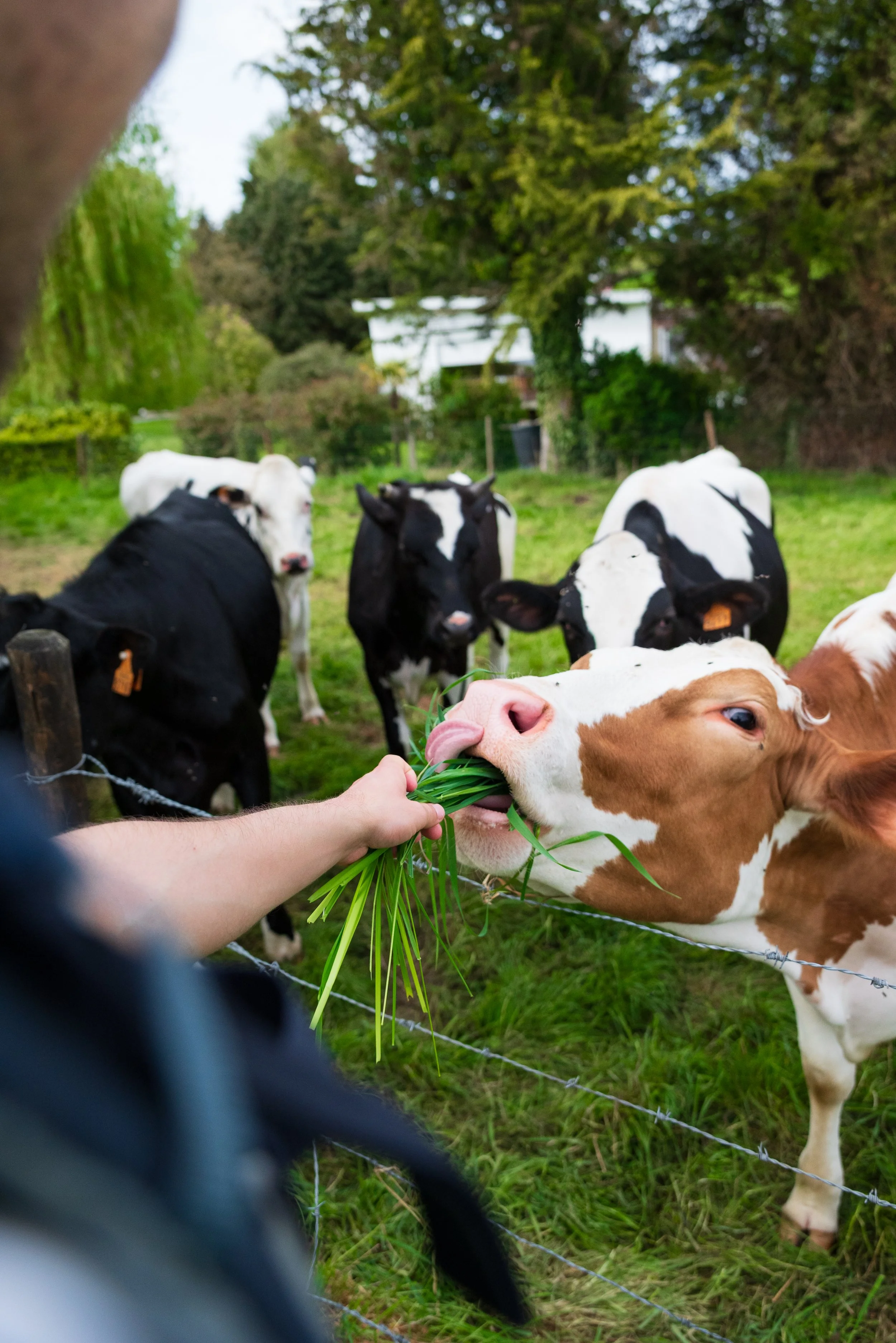 A human is feeding a cow some grass. The picture is an over-the-shoulder shot from the human to the cow, and because of the angle, you can see the tongue of the cow, catching the grass to bring it into her mouth.