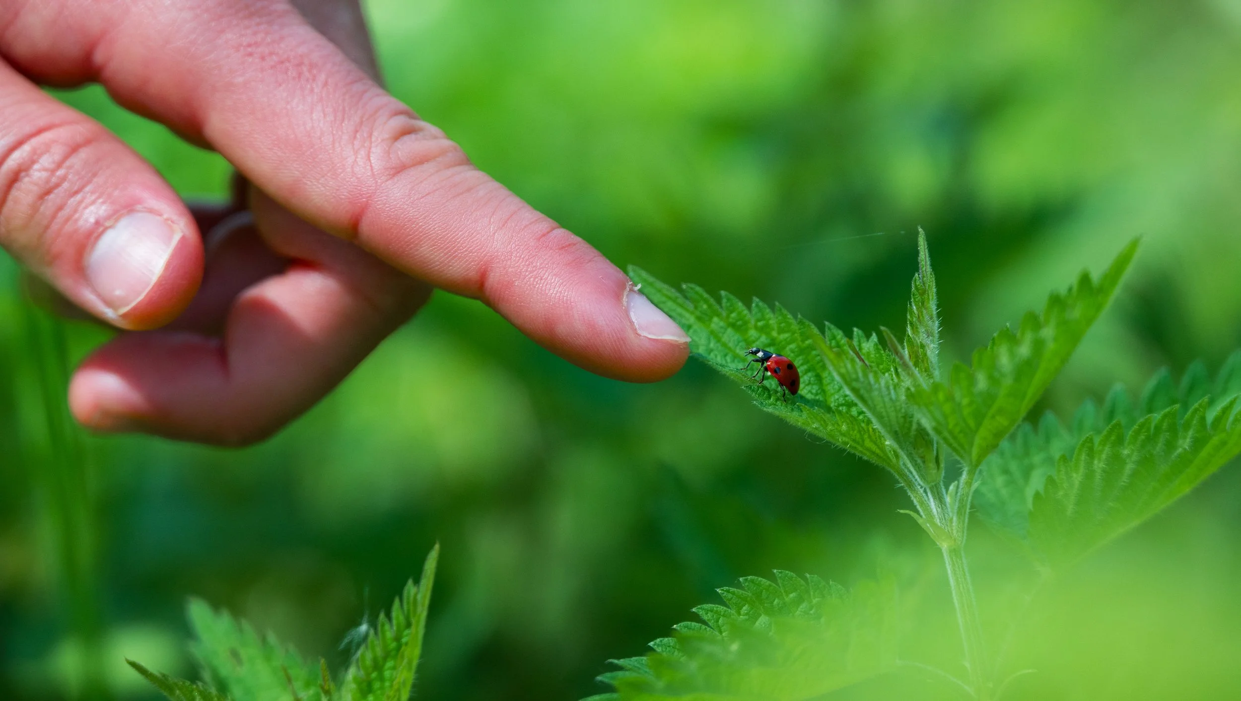 A finger points at a ladybird who is resting on a green nettle. The ladybird is rising her body towards the finger, as if to say 'hello'.