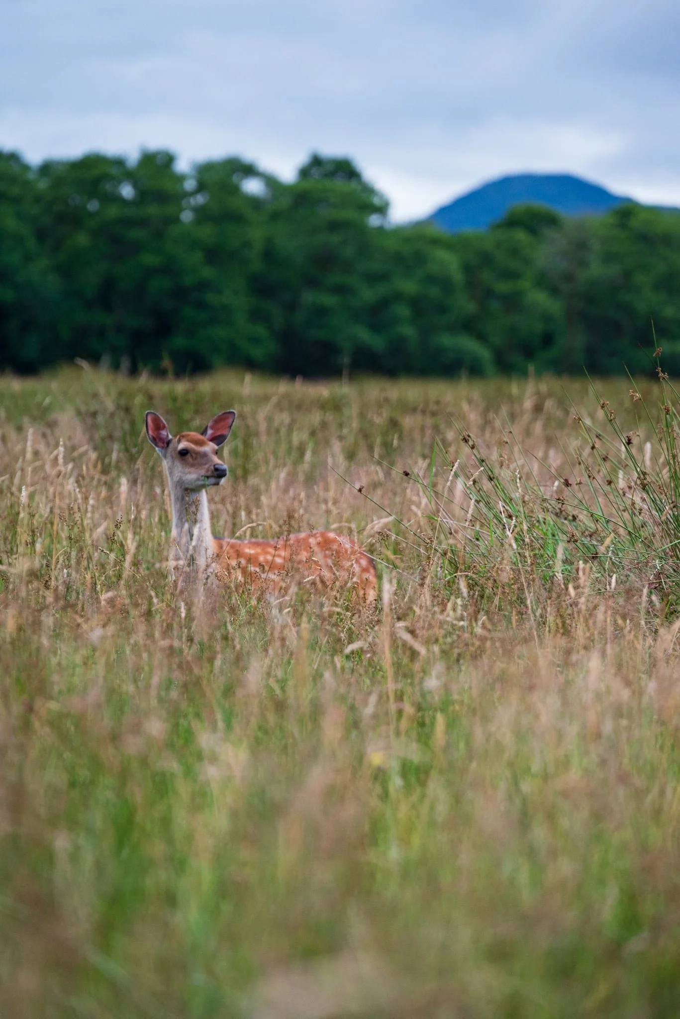 A doe is in a field of grass, that comes up to her back. Her head is sticking out of the gras, and she is looking slightly to the right, off the picture. In the background are trees and a mountain.