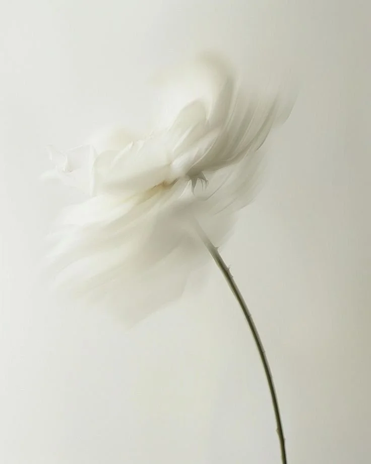 A white flower with soft, blurred petals and a slender stem against a pale background.