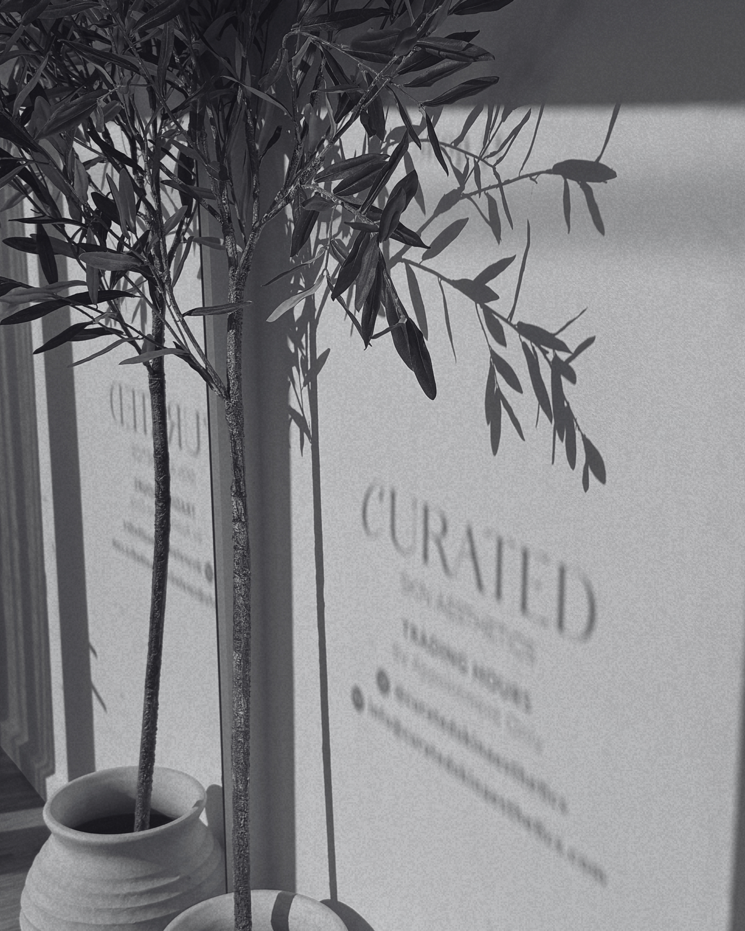 A potted olive tree casting a shadow on a wall with the word 'CURIATED' visible in the background.