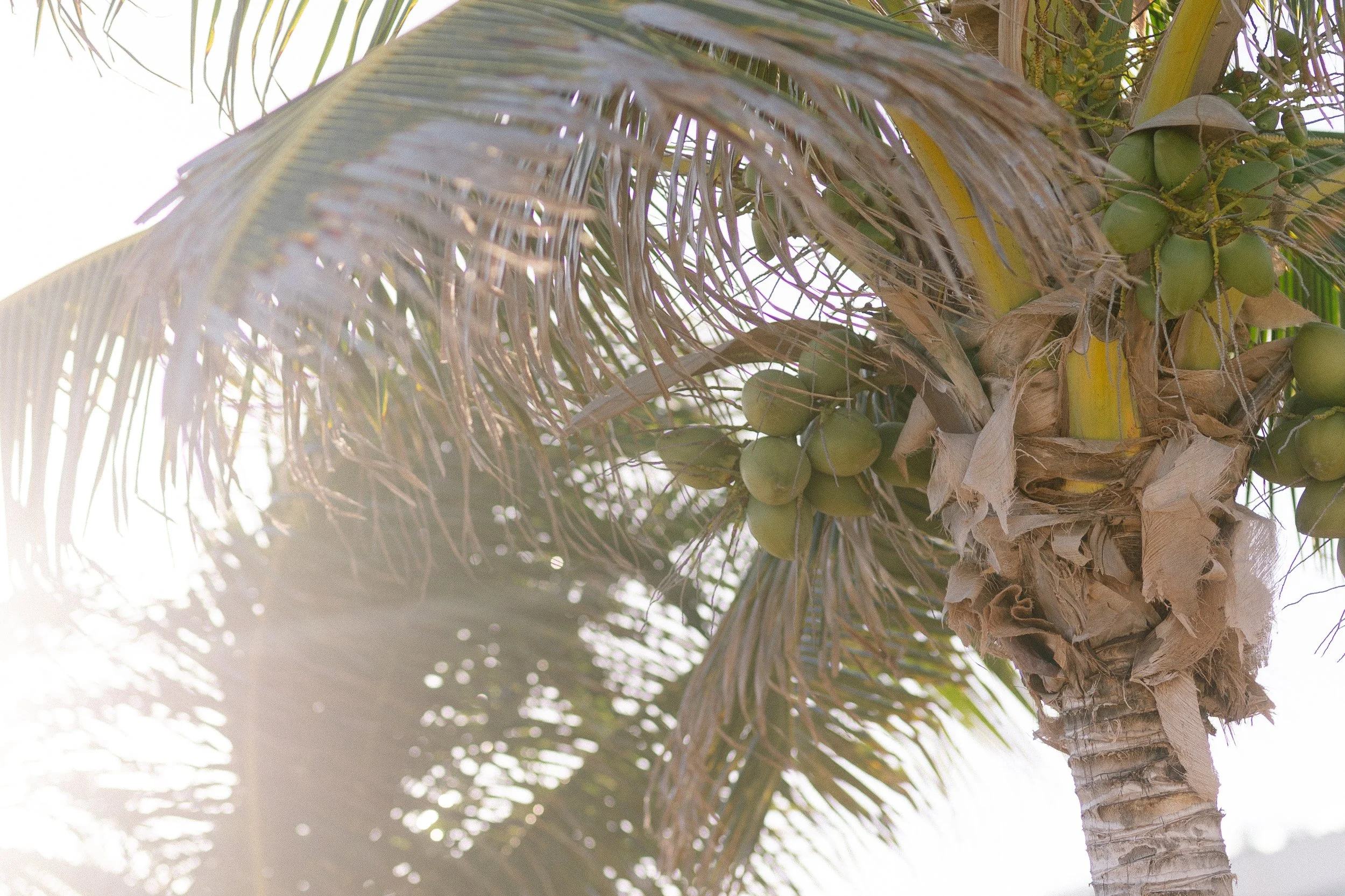 A close-up view of a coconut palm tree with clusters of green coconuts growing on it. The palm fronds are visible, with some leaves appearing dried and brown. The background shows a bright sky with sunlight filtering through.