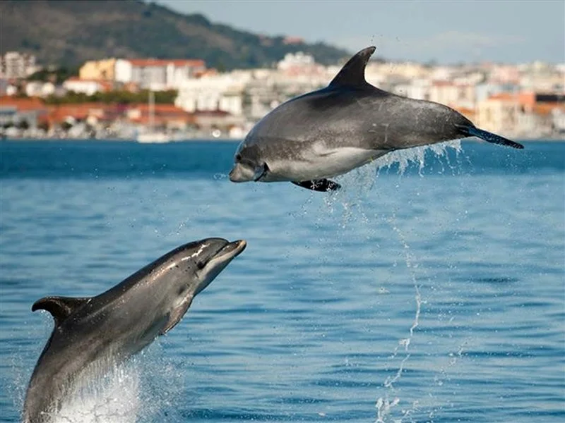 setubal dolphin.jpg