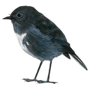 robin.jpg
