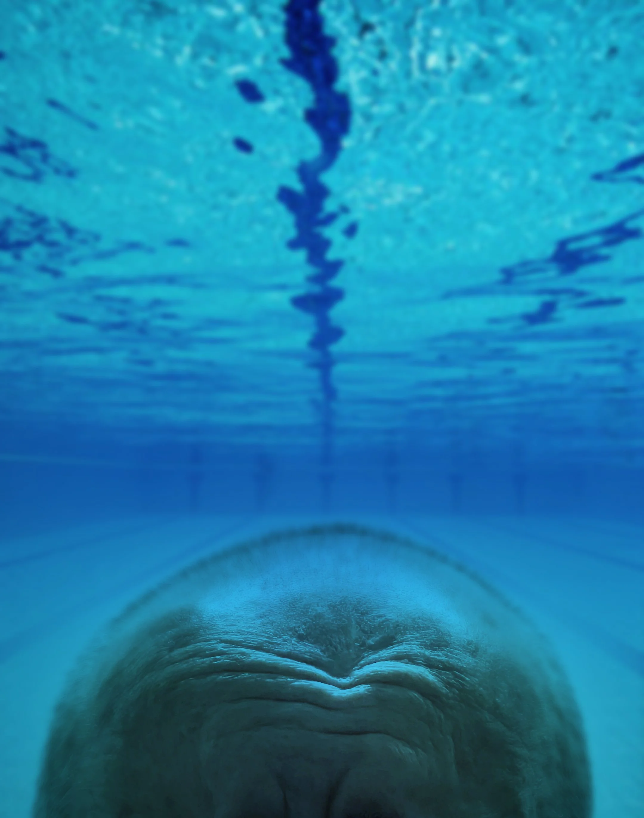 Baldy frown swimming lane copy.jpg