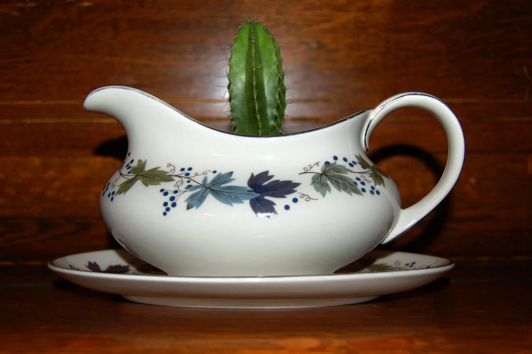 Cactus in gravy boat copy 1.jpg