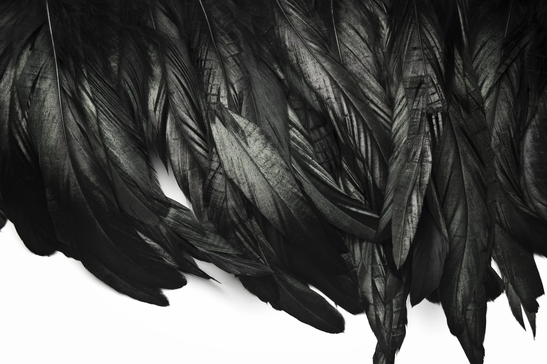 Carbon feathers colour.jpg