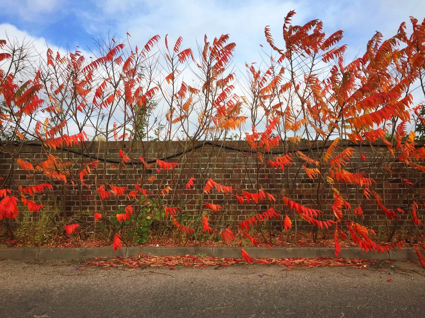 23 Leaves 02 Oct 2017 copy 2.jpg
