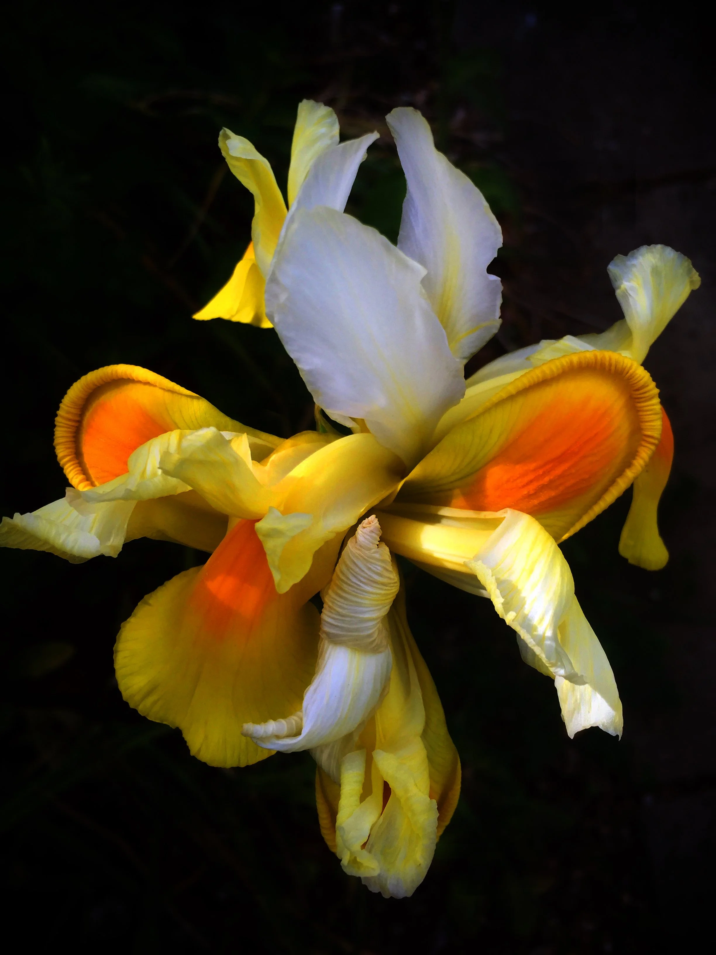Marys garden 11 iPhone 3rd June 2020.jpg