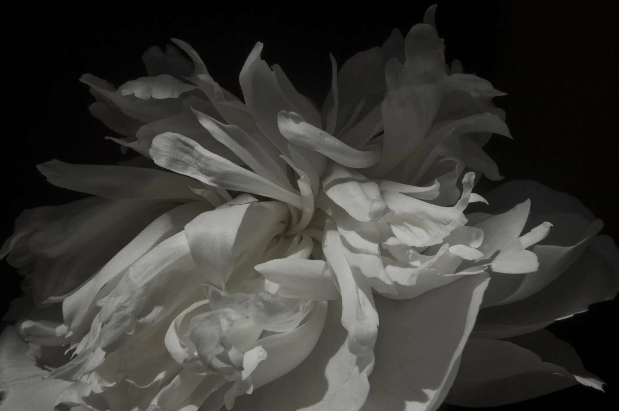 12 Peony 17 copy 2.jpg