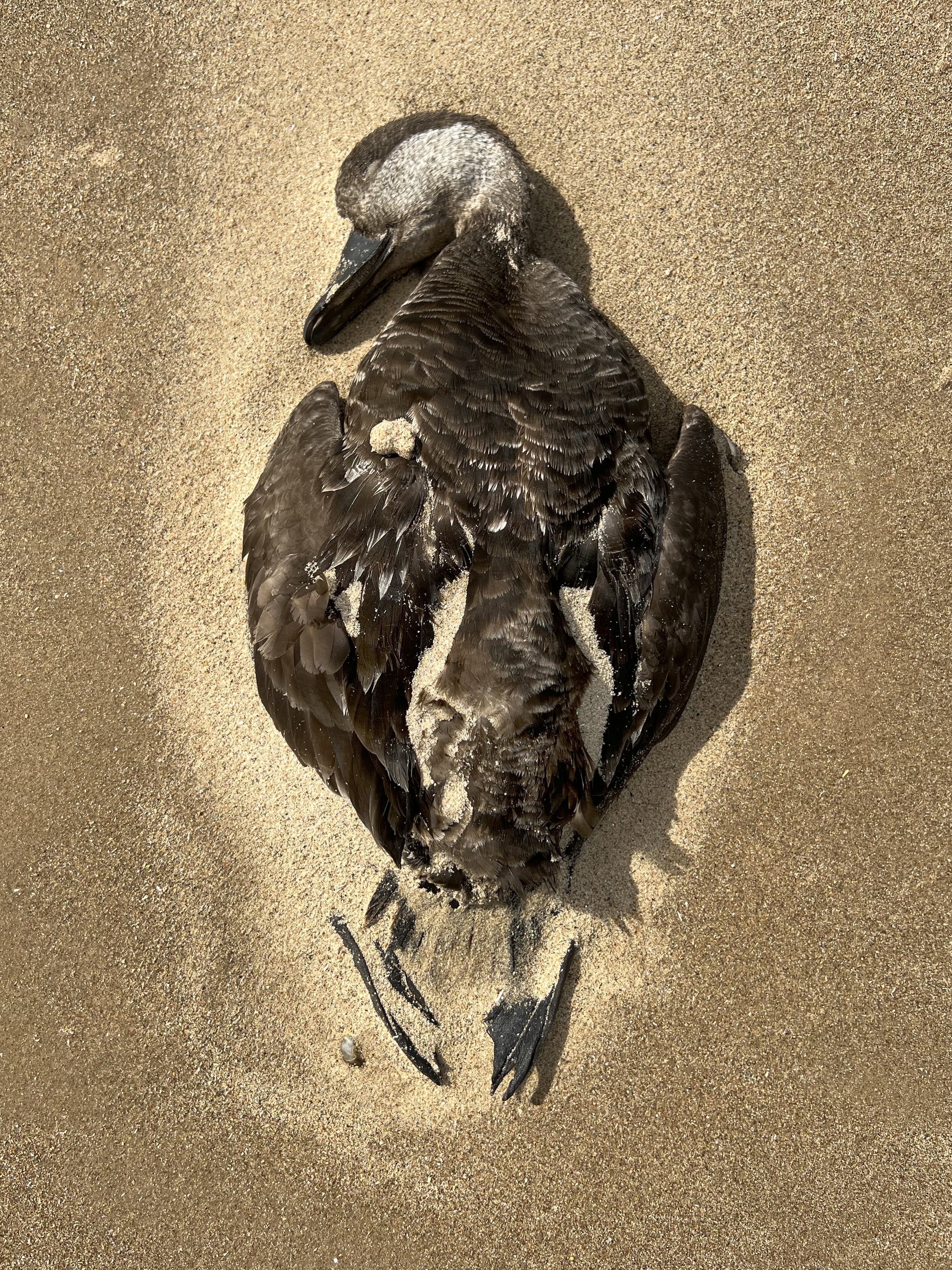 Dead bird sea bird Holkham Aug 24 copy.jpg