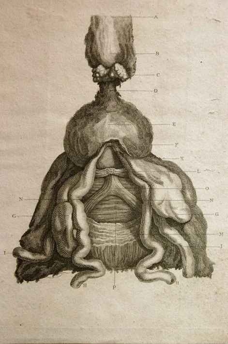 04.10.06 Found medical illustration.jpg