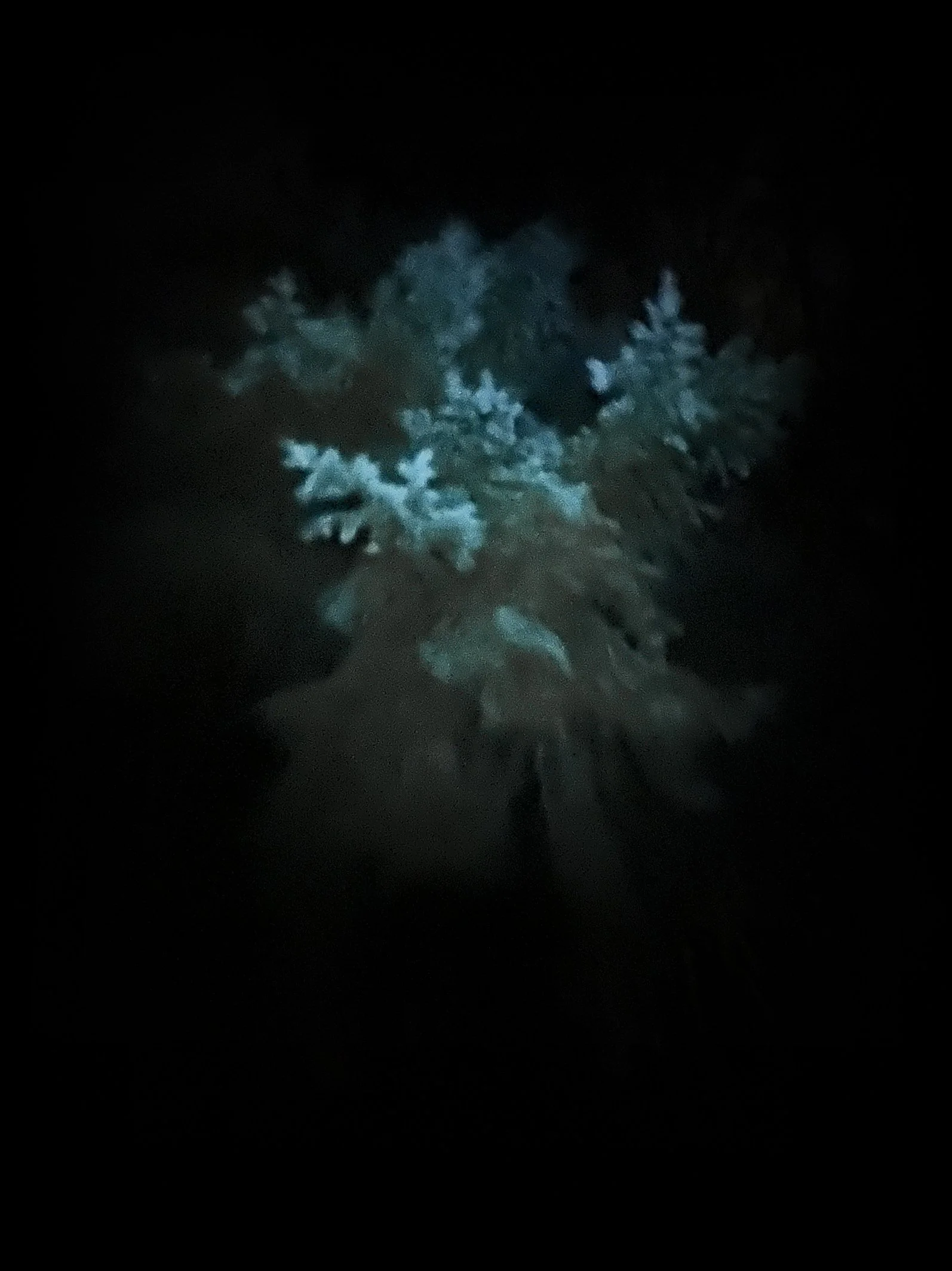 Bluey green pine foliage torchlit Dec 24.jpg