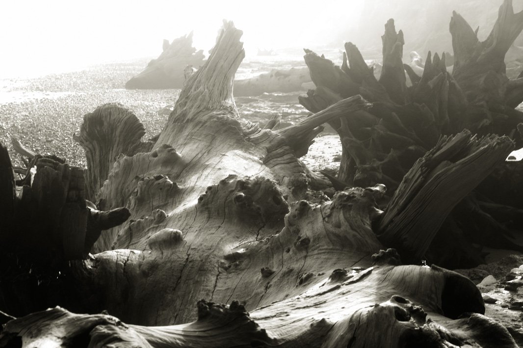 15 Covehithe trees 04 Oct 2015.jpg