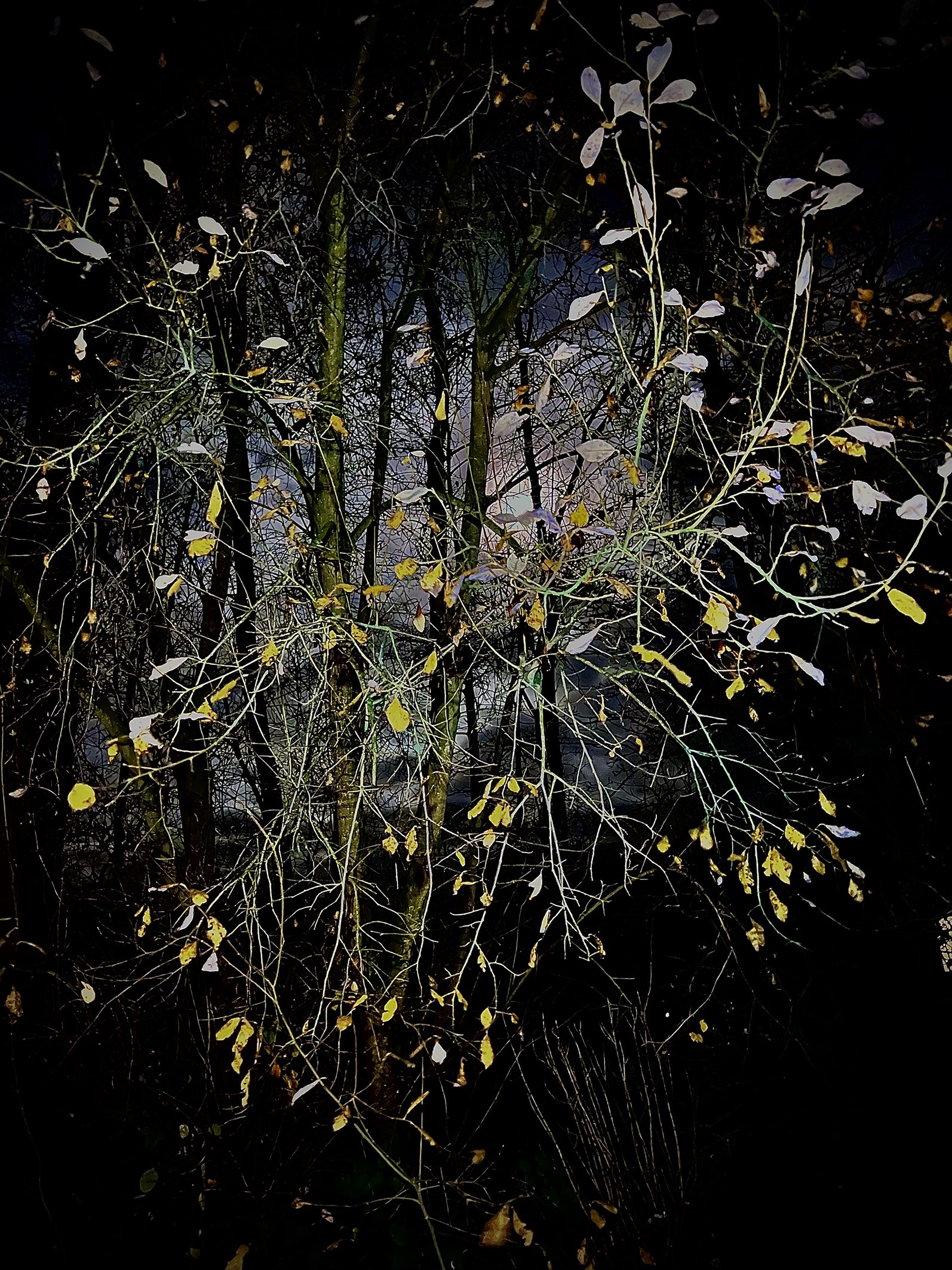 Tree foliage backlit by moon front lit by torch Dec 24.jpg