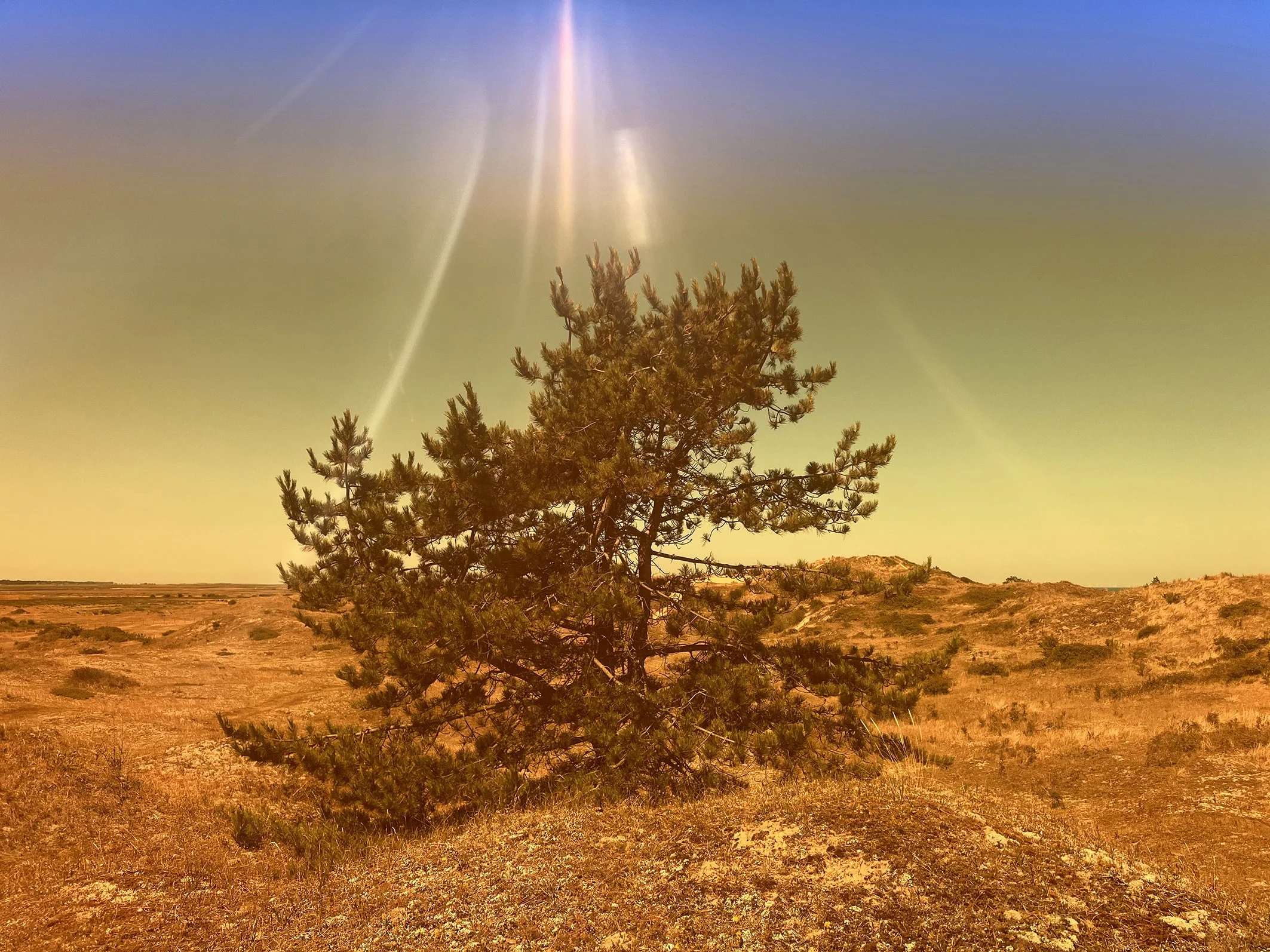 38a Sun shaft tree MG filter Holkham Dunes July 25 copy 2.jpg
