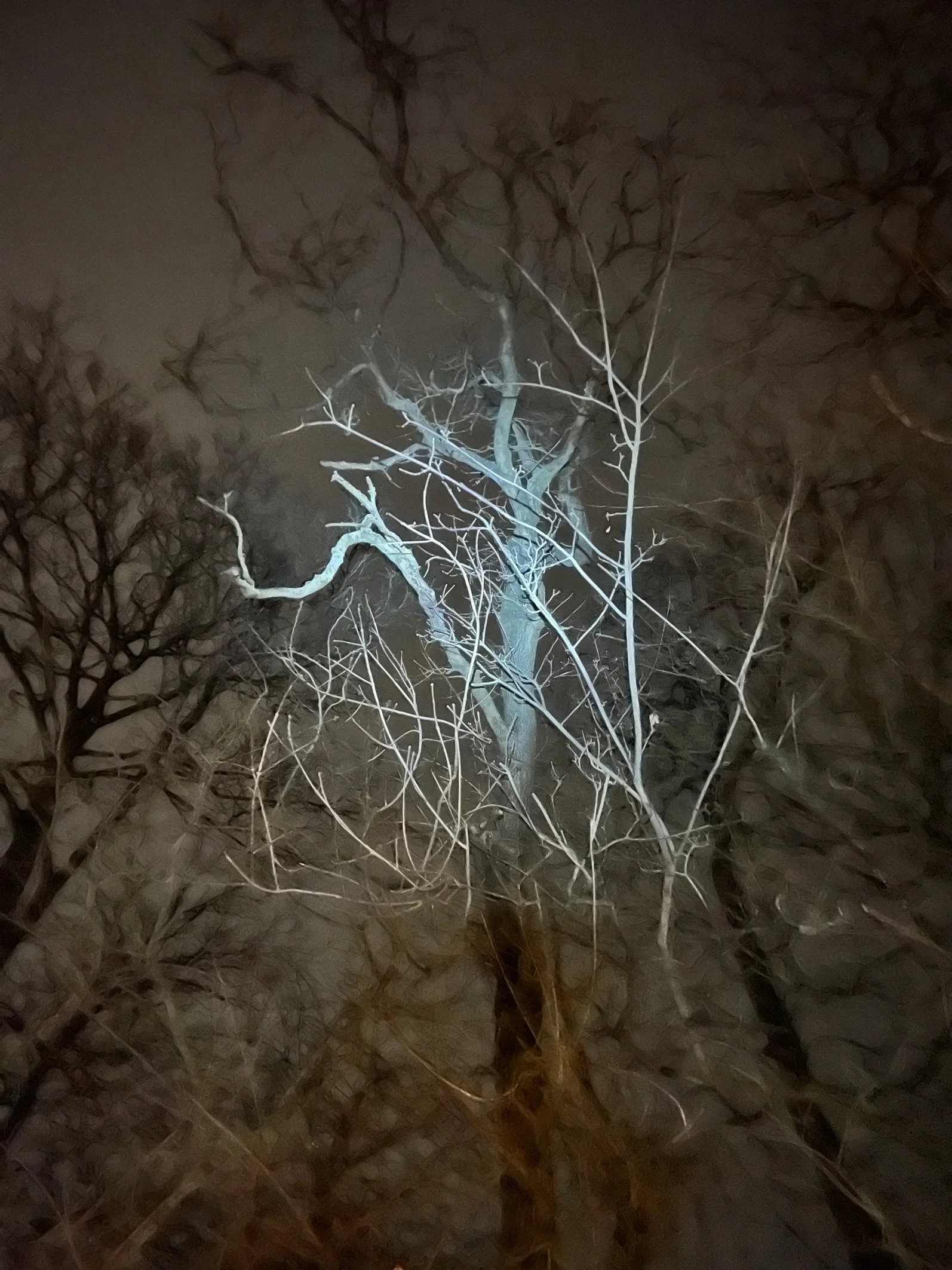 Torchlit tree and soft sky Dec 24.jpg