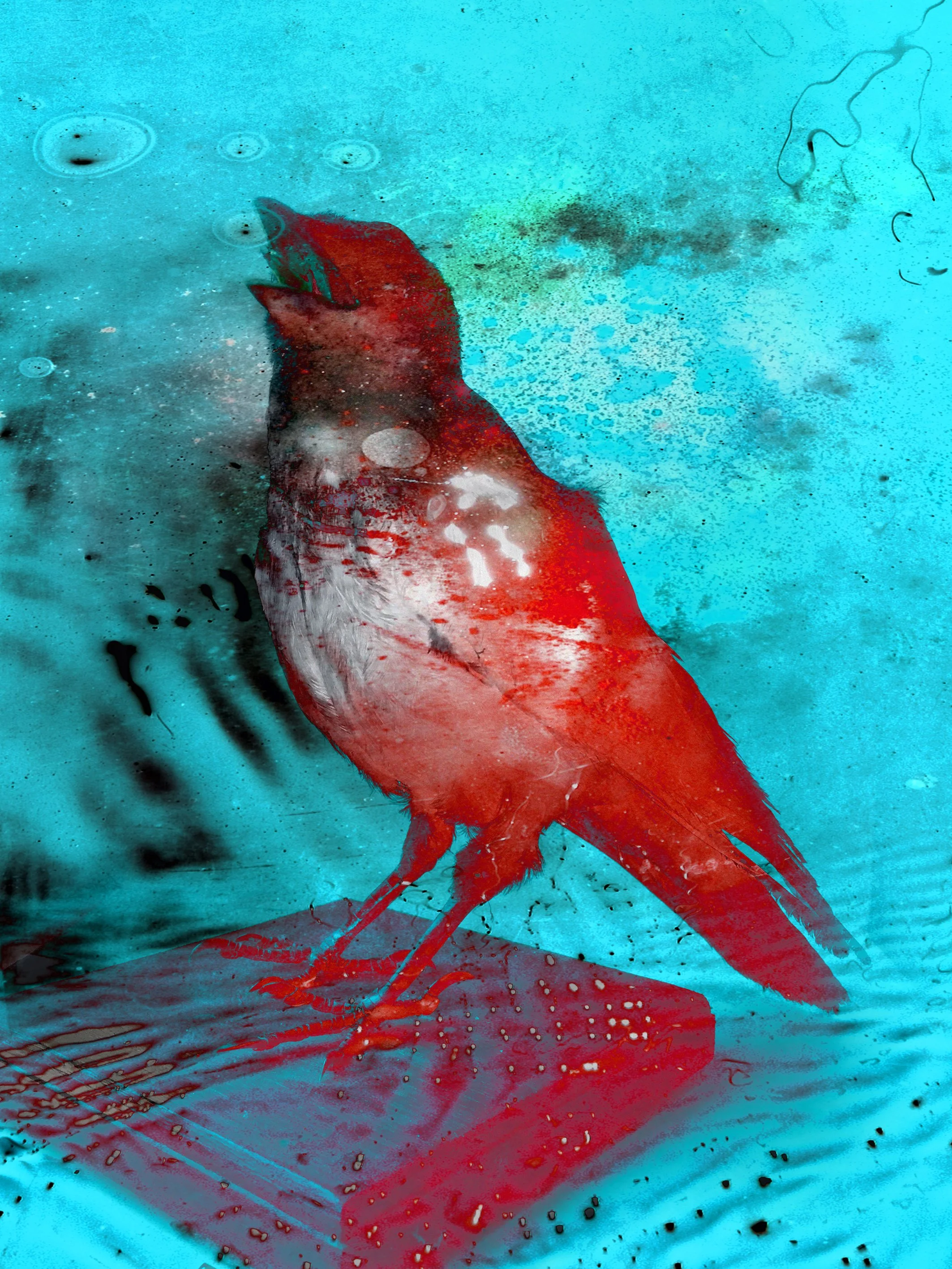 Edgar Alan Crow 7.jpg