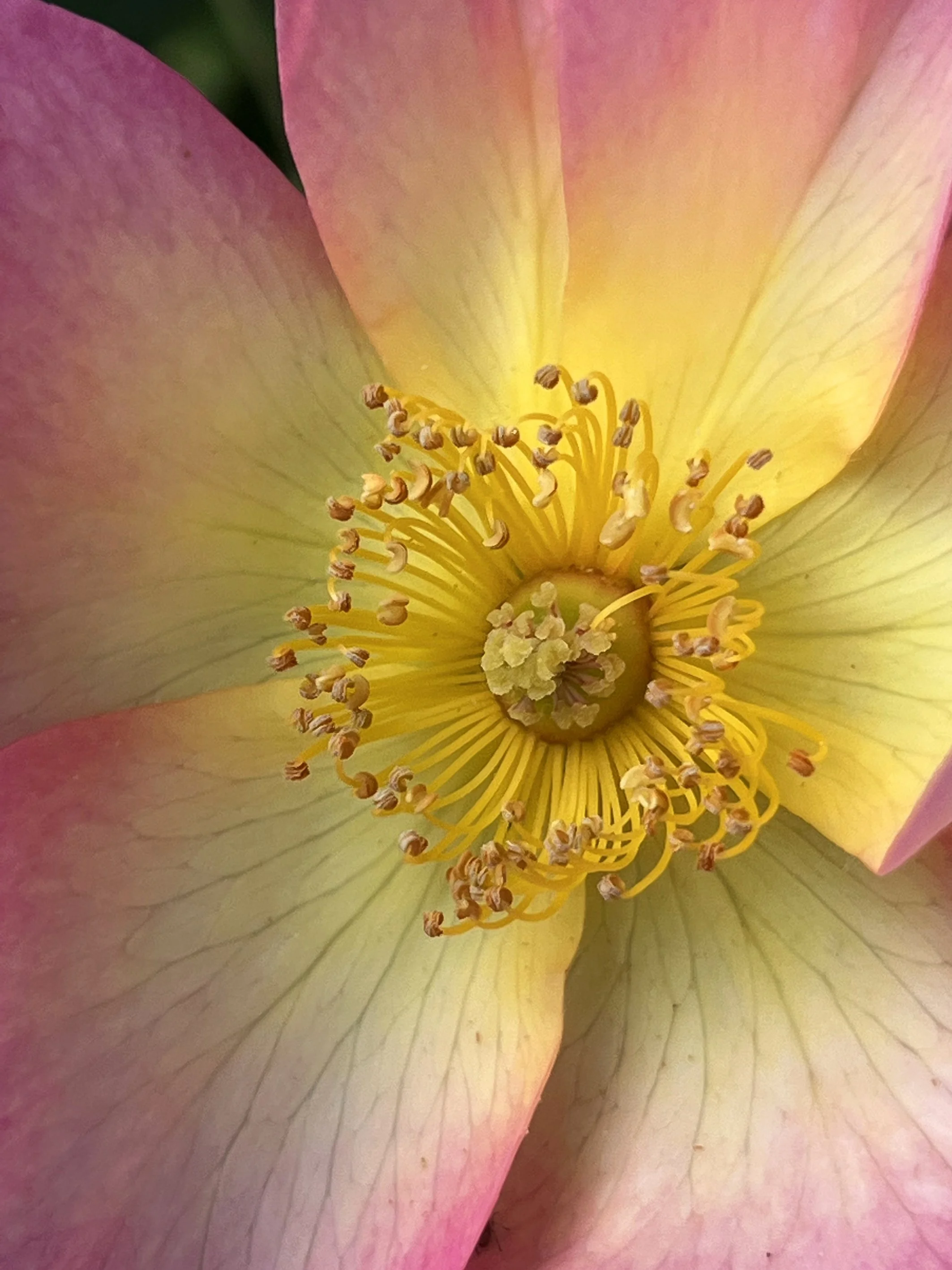 Flower head yellow May 2022 copy.jpg