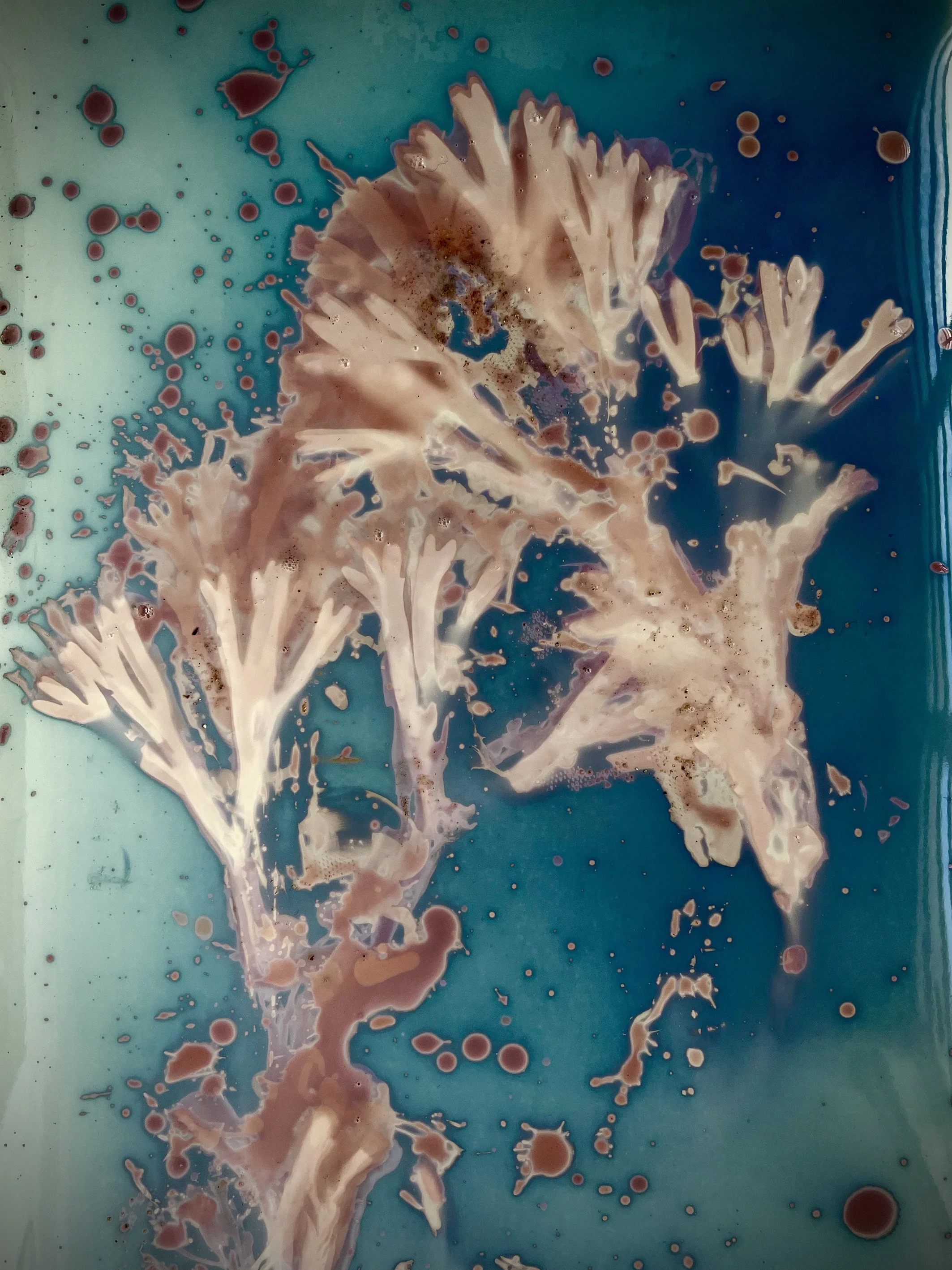 29 Seaweed Splatter aug Cromer Artspace Sept 2022 copy.jpg